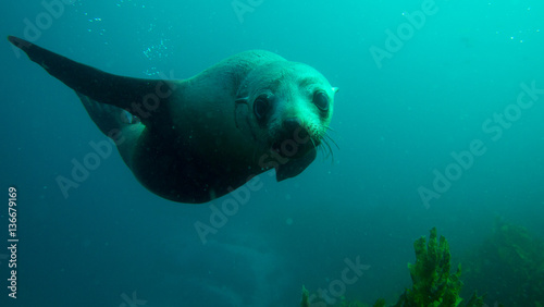 Seal swimming underwater staring at camera