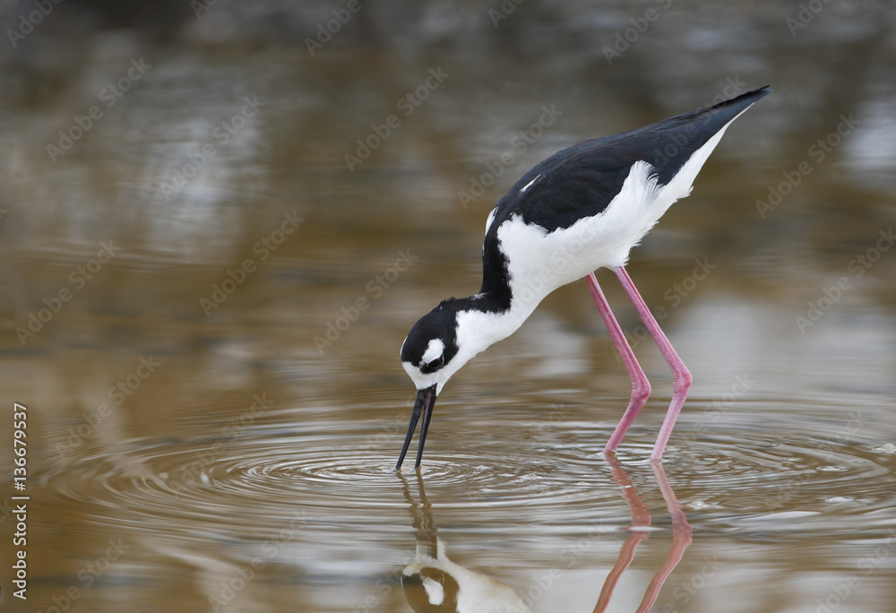 Fototapeta premium Black-necked stilt (Himantopus mexicanus) foraging in water, Cabo Rojo Salt Flats, Puerto Rico