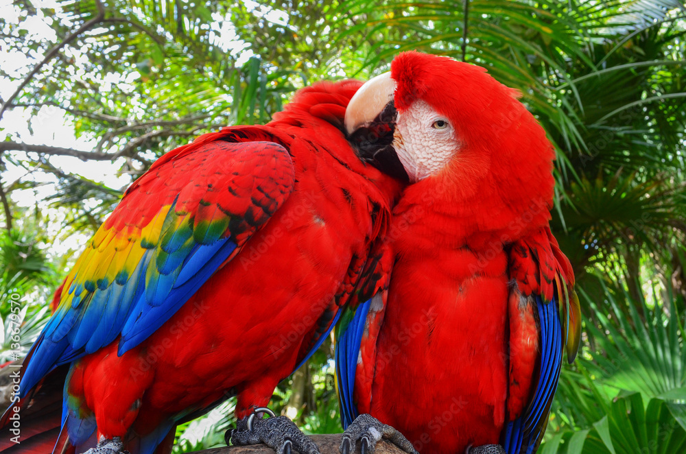 Obraz premium Two bright macaw feathers clean beak