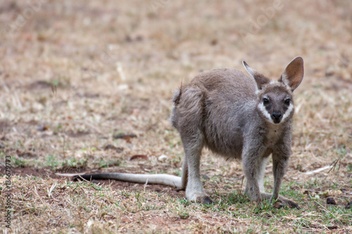 Wallaby grazing, facing into camera