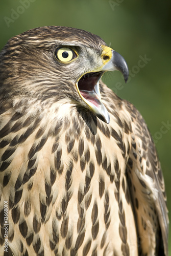 Accipiter gentilis / Autour des palombes