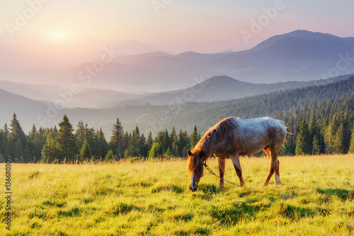 Horse pasture in the mountains. Mysterious sunrise that is by fo