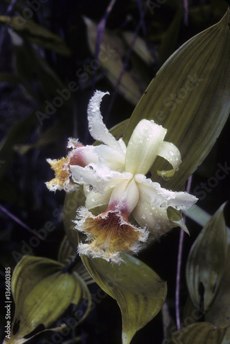 Sobralia sp. photo