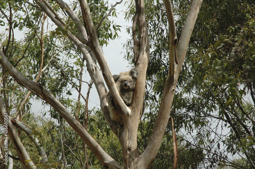 Phascolarctos cinereus / Koala cendré