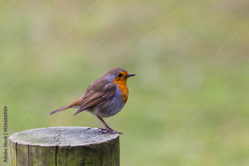 A Robin perched on a fence post A Robin perched on a fence post