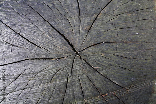 primo piano del centro di un tronco d'albero tagliato