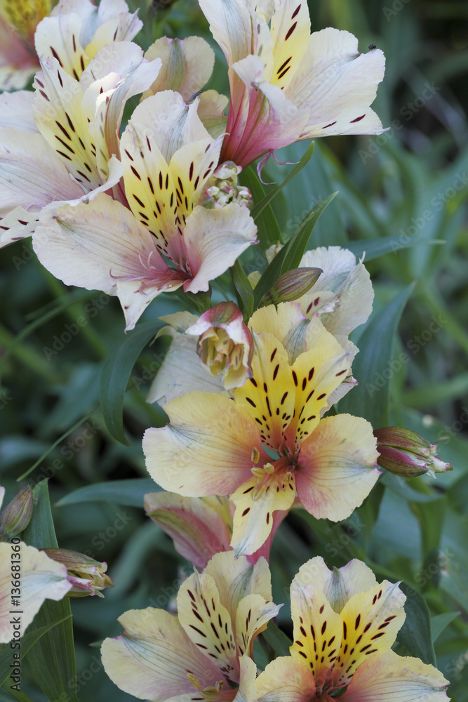 Alstroemeria x / Lis des Incas / Alstroemère Alstroemeria x / Lis des Incas / Alstroemère