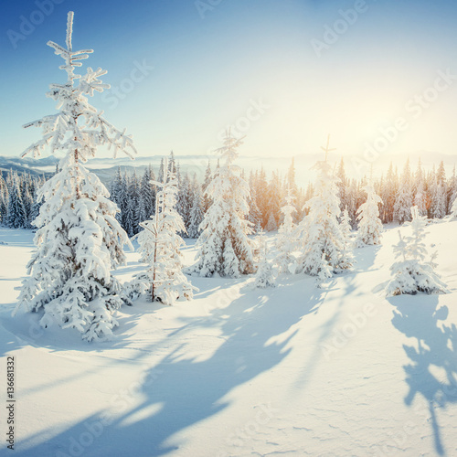 The sun's rays make their way through the snow-covered spruce in