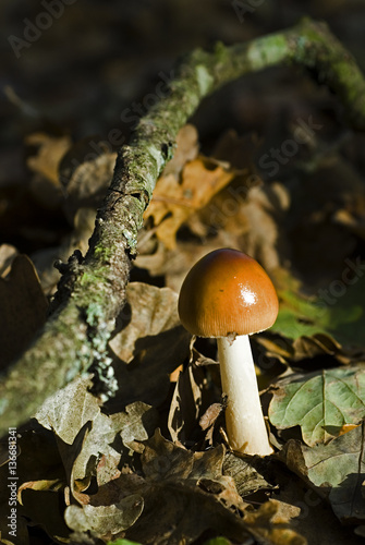 Amanita fulva / Amanite fauve