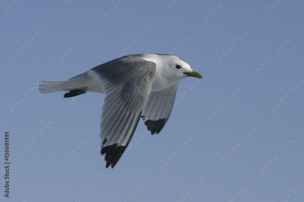 Obraz premium Rissa tridactyla / Mouette tridactyle