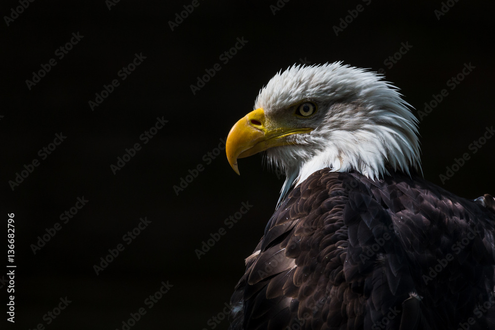 Portrait of a Bald Eagle Portrait of a Bald Eagle