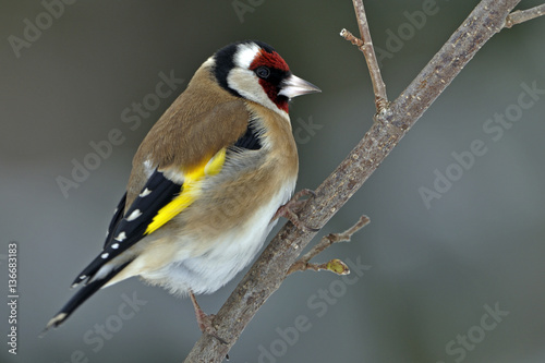 Carduelis carduelis / Chardonneret élégant photo