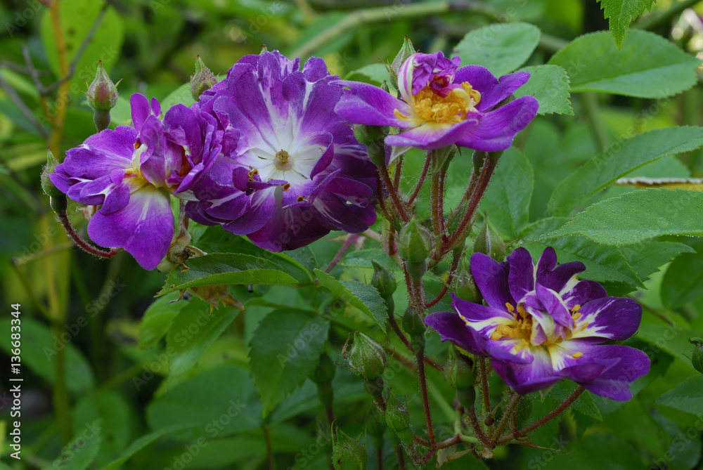 Rose 'Veichenblau'