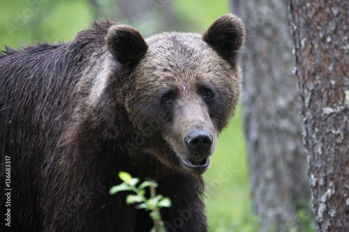 Ursus arctos / Ours brun