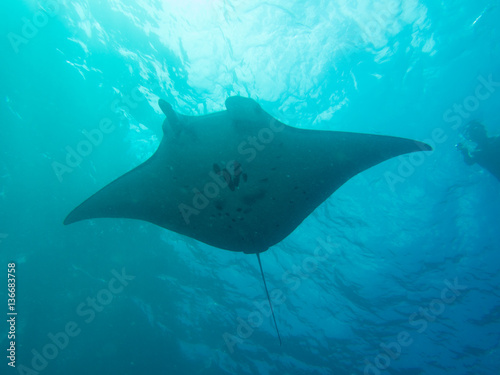 Giant manta ray swimming overhead