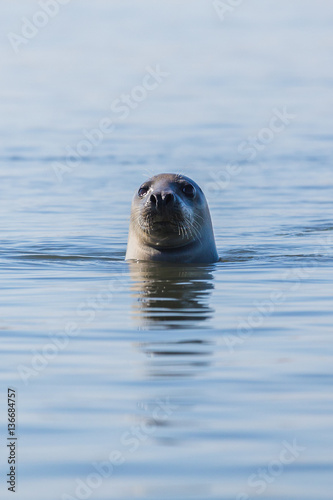 Portrait of a grey seal