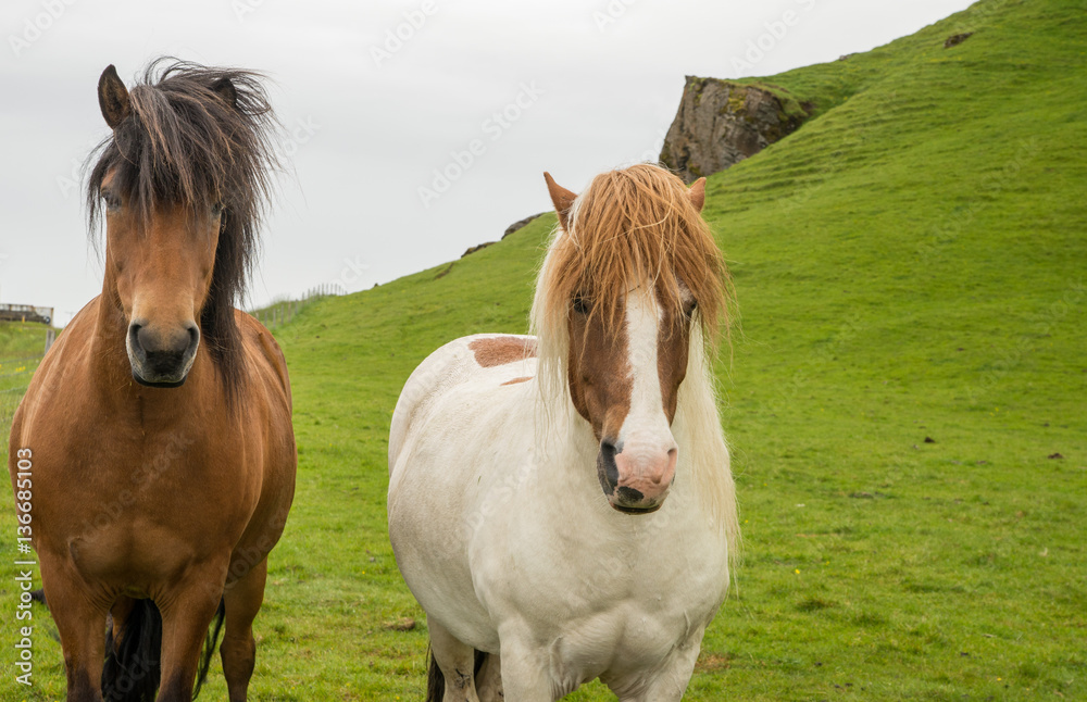 Obraz premium Icelandic horse in natural environment