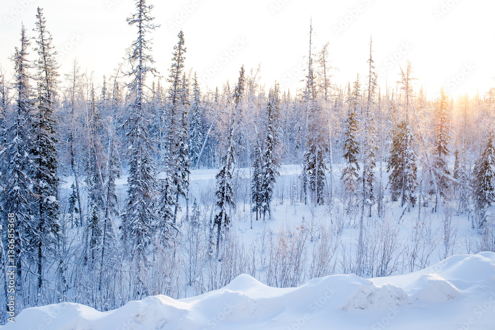 winter forest winter forest