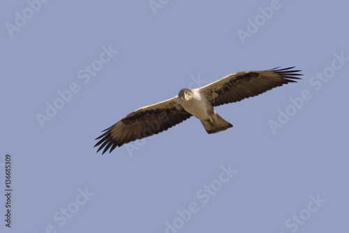 Aquila fasciata    Aigle de Bonelli