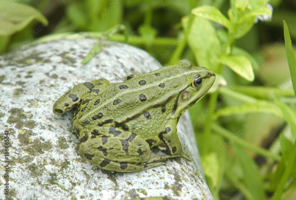 Rana lessonae / Petite grenouille verte / Grenouille de Lessona Rana lessonae / Petite grenouille verte / Grenouille de Lessona