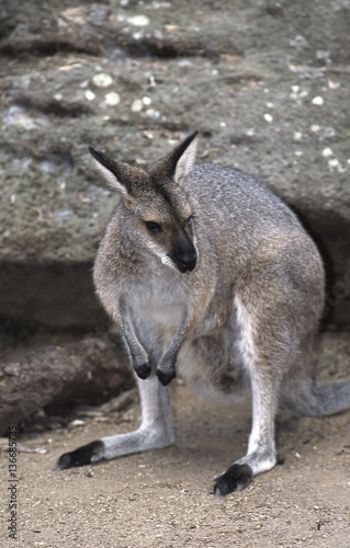 Wallabia canguru / Wallaby à belle face