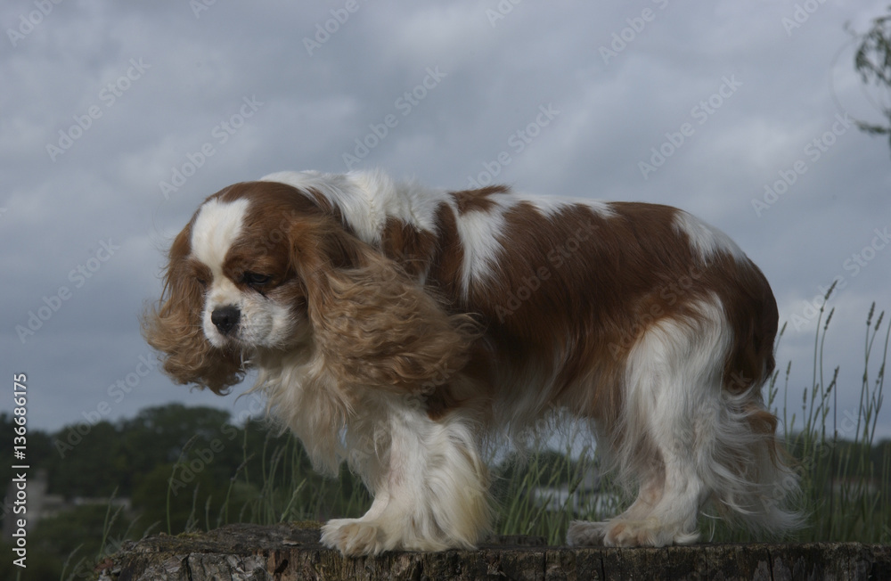 Chien / race Cavalier King Charles