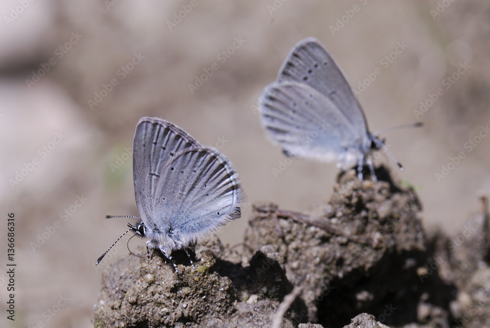 Celastrina argiolus / Azuré des nerpruns Celastrina argiolus / Azuré des nerpruns