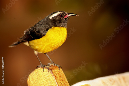 Coereba flaveola / Sucrier à ventre jaune photo