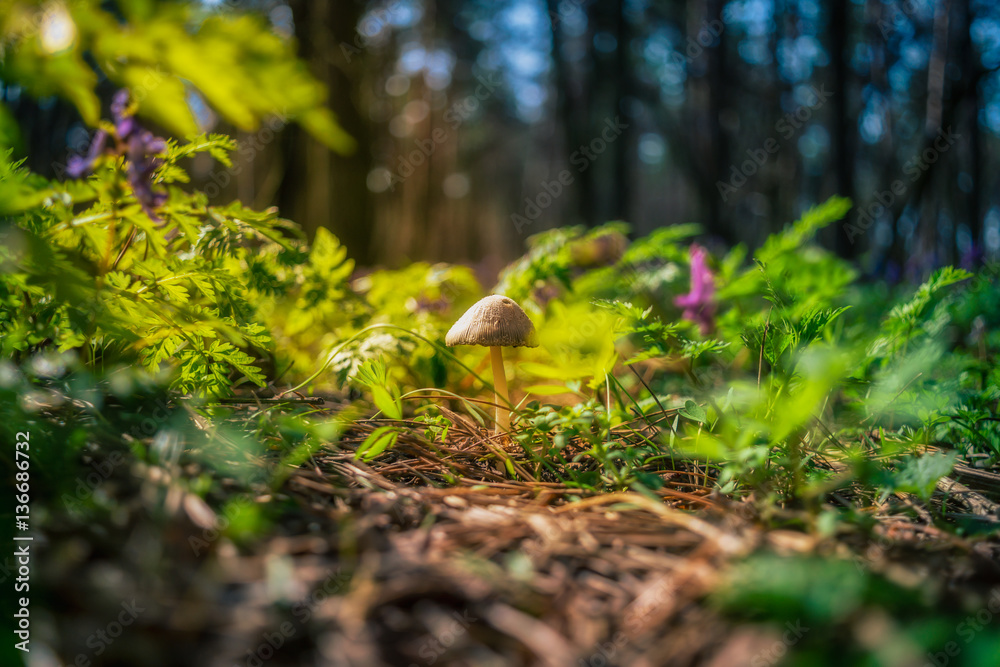 Flowers and plants - nature of Ukraine. Ukraine was blessed with many species of flora and fauna. Flowers and plants - nature of Ukraine. Ukraine was blessed with many species of flora and fauna.