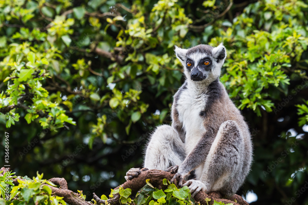 Fototapeta premium Ring-tailed lemur in a tree