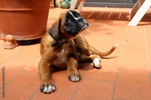 cucciolo di cane razza boxer