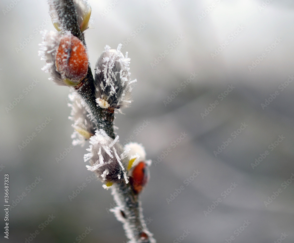 Close Up View of Salix Caprea (Goat Willow) plant covered in frost, Bavaria; Germany