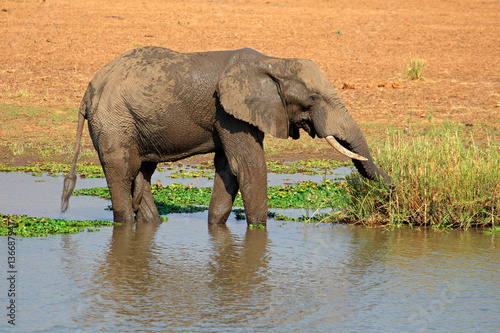 Large African bull elephant  Loxodonta africana  feeding in a river  Kruger National Park  South Africa.