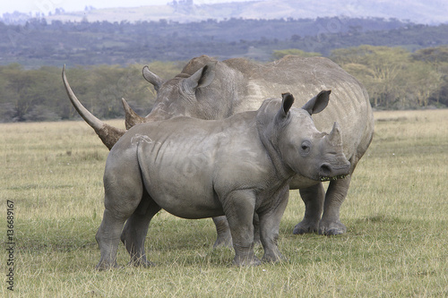 Ceratotherium simum   Rhinoc  ros blanc