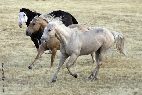 Cheval / Race 'Quarter Horse'