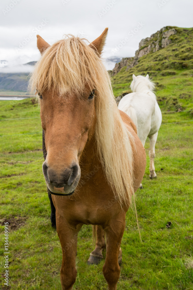 Fototapeta premium Icelandic horse in natural environment