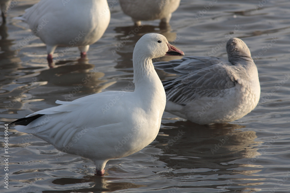 Anser caerulescens / Oie des neiges Anser caerulescens / Oie des neiges