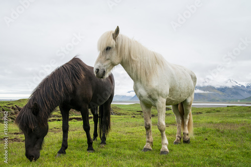 Icelandic horse in natural environment