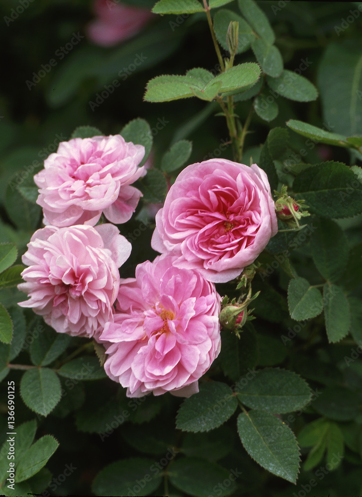 Rosa centifolia pomponia / Tose de Meaux