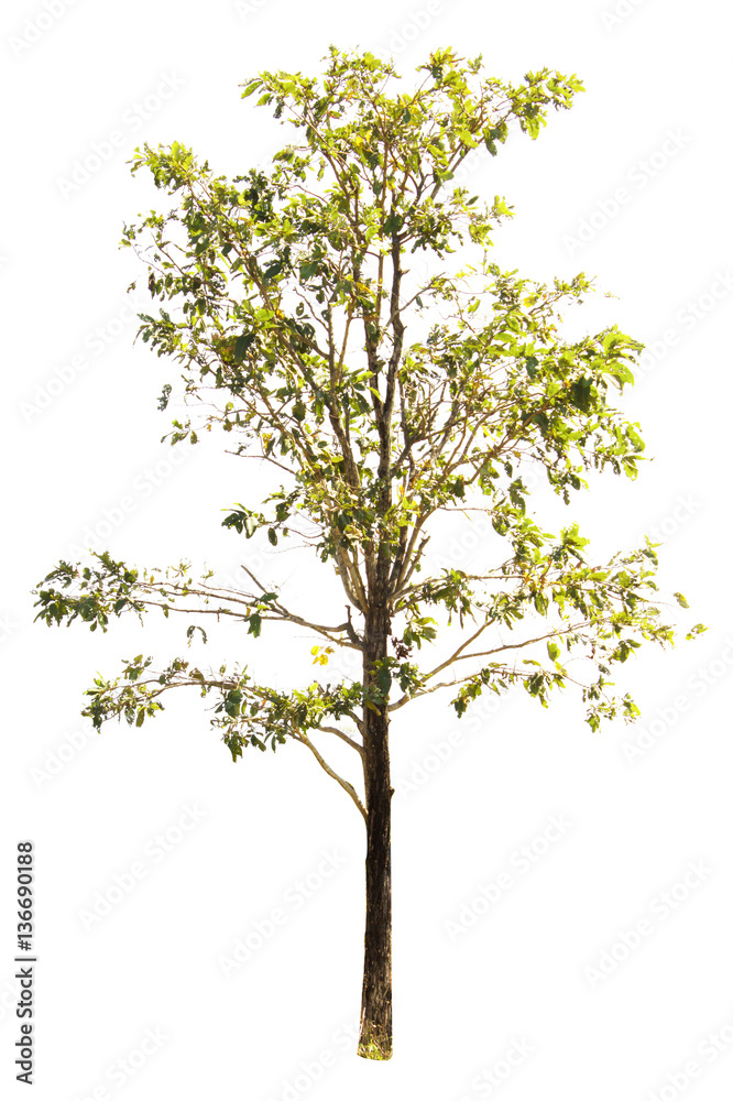Tree isolated on white background Tree isolated on white background