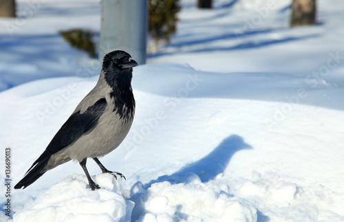crow on snow © olena