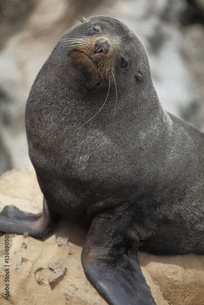 Naklejka premium Arctocephalus forsteri / Otarie à fourrure de Nouvelle Zélande