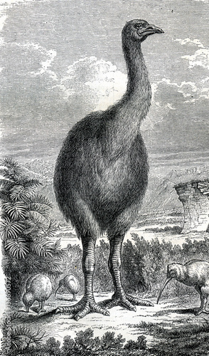 Illustration / Dinornis giganteus / Moa géant photo