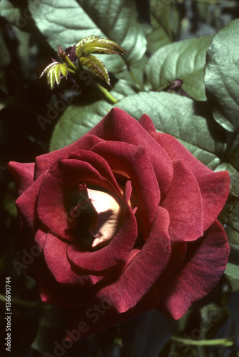 Rosa x / Rose 'Estelle' photo