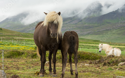 Icelandic horse in natural environment