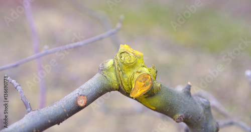 Winter pruned and protected apple tree photo