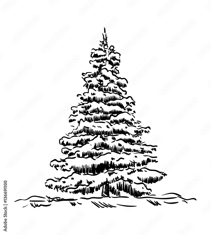 spruce tree spruce tree
