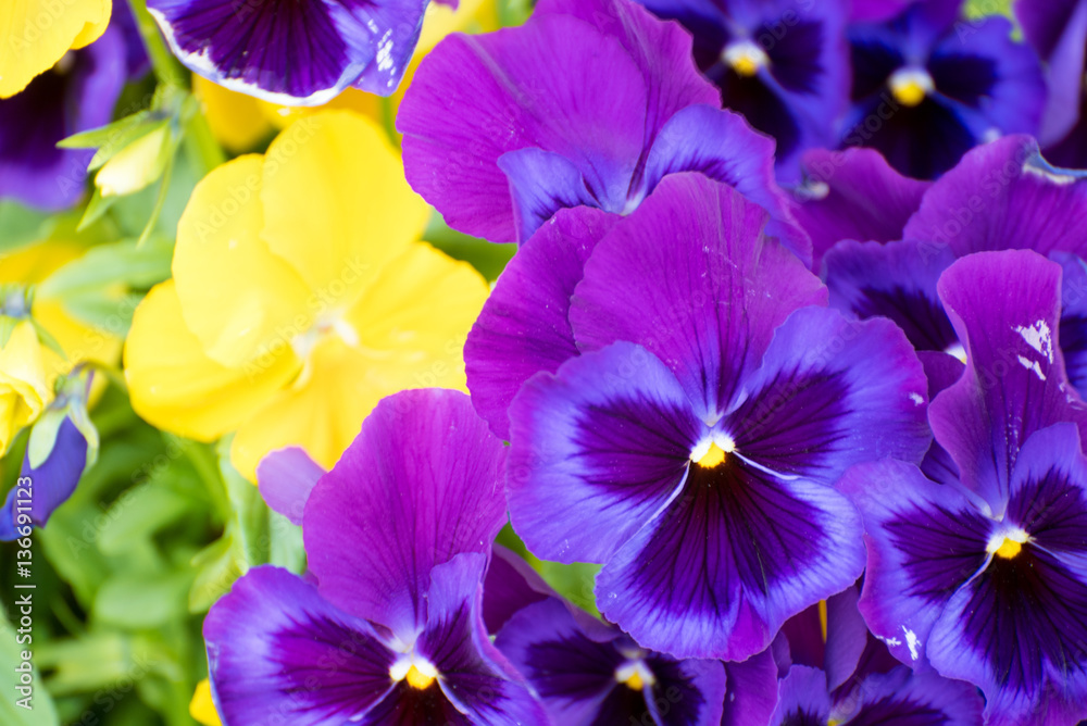 viola tricolor pansy