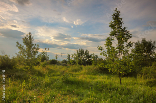 Spring time, meadow with green grass and little white flowers