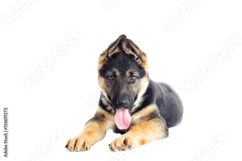 Shepherd puppy looking at the white background